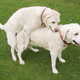 Illustration for article titled Sexually transmitted canine cancer may be 11,000 years old